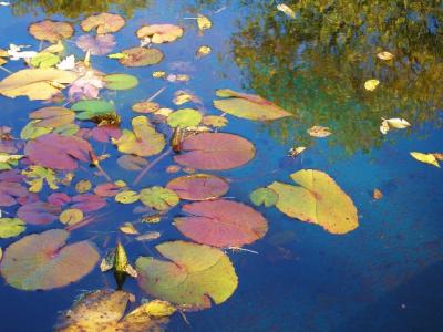 october19 autumn pond