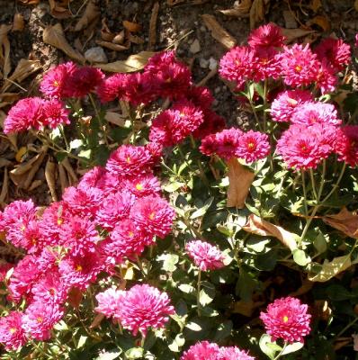v3/66/388766/3/51006413.october192005_107_pink_mums.jpg