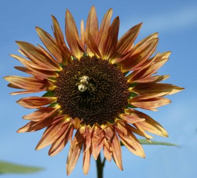 bee on faded rust