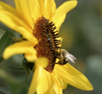 Sunflowers and Bees 2005