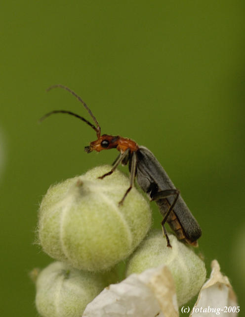 Insect - dont know what