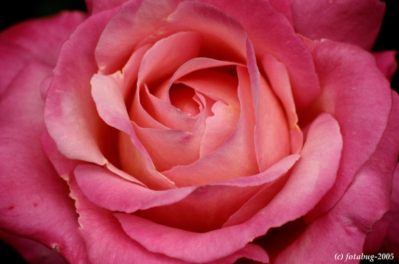 Rose center