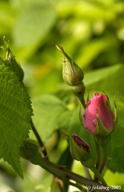 Rose bud