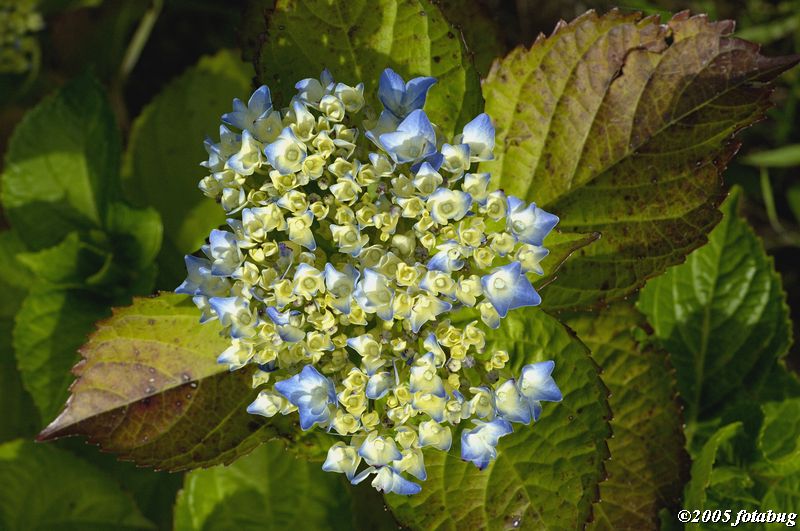 Beautiful Hydrangea