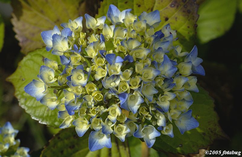 Hydrangea