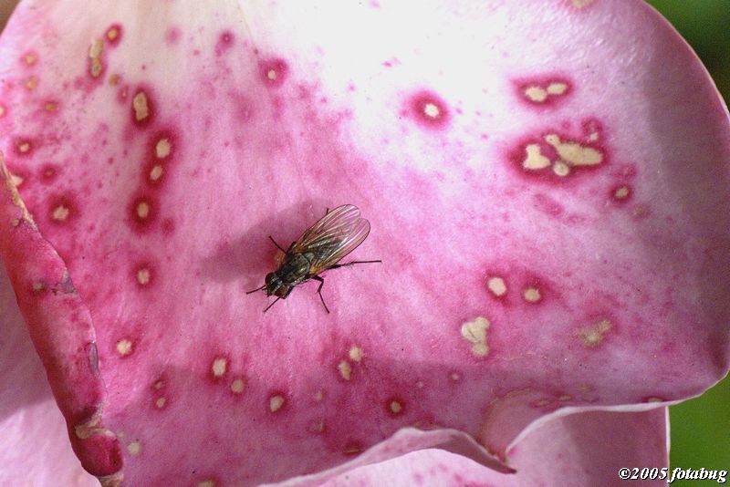 Fly in the ointment