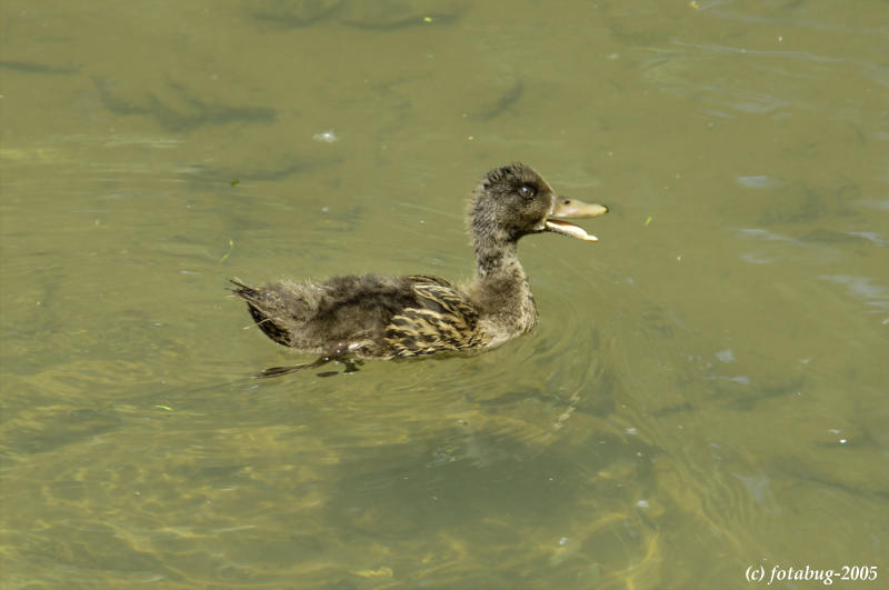 Quacker