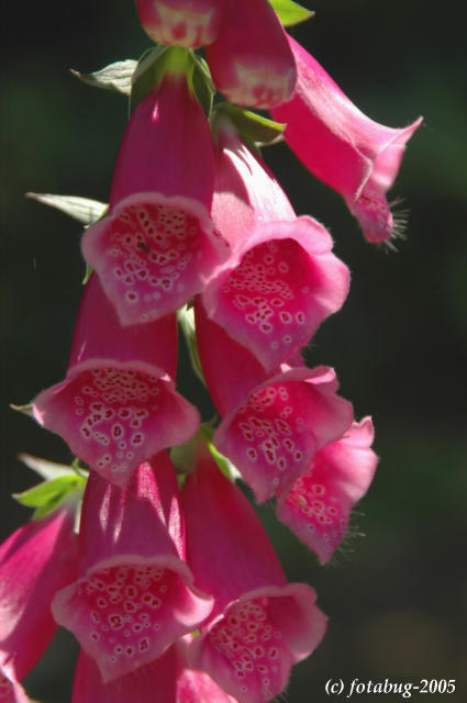 Foxglove - Can you see the ant?