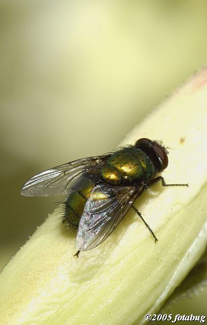 Hairy fly