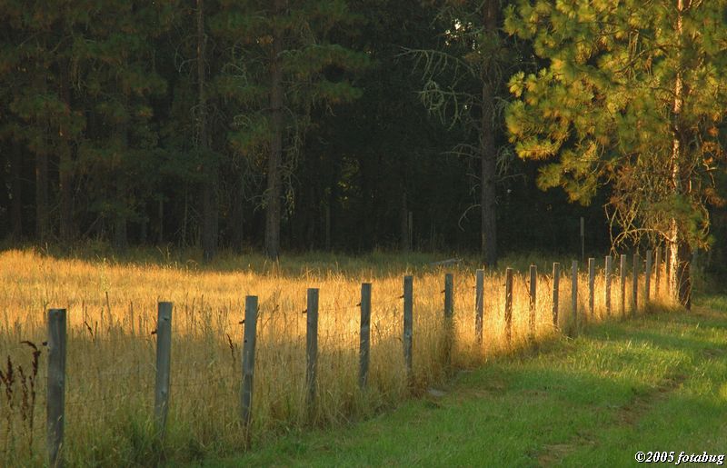 Golden field and fence