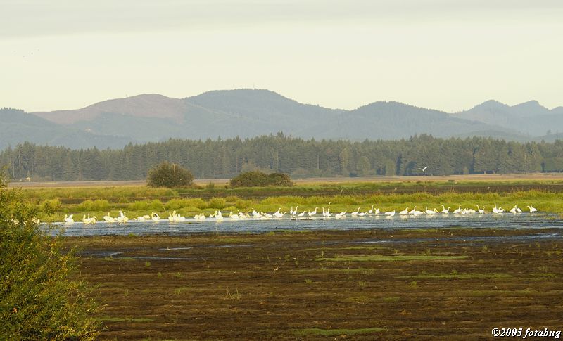 Flock of Great Egrets