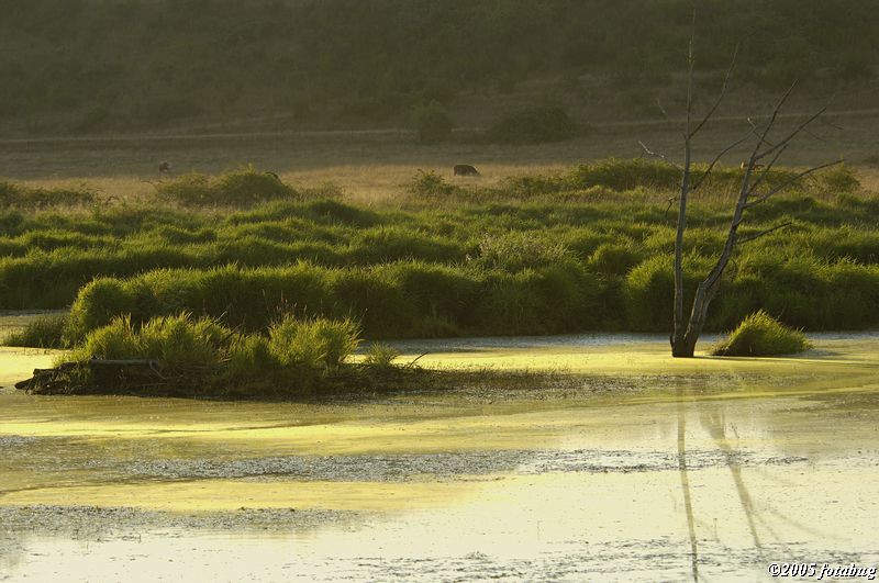 Scene from the Fern Ridge wetlands