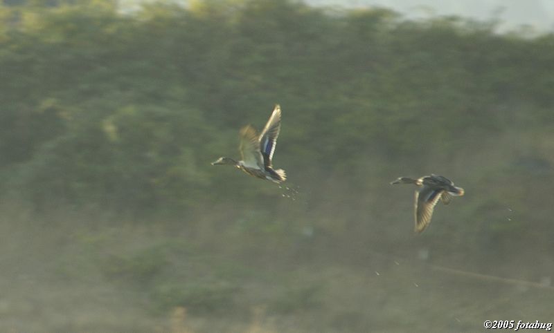 Ducks on the wing