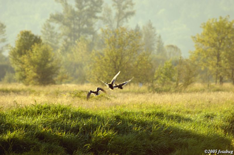 Flying low in the Fern Ridge Wildlife Area