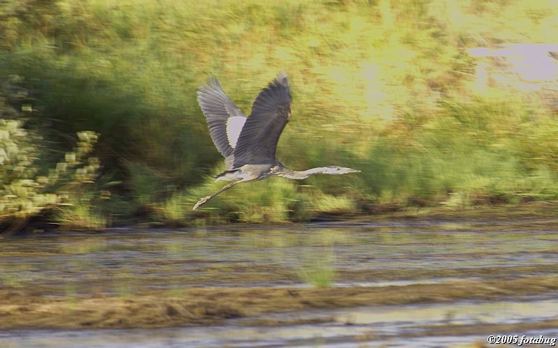 Great Blue Heron