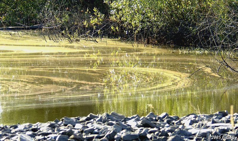 Pond soup
