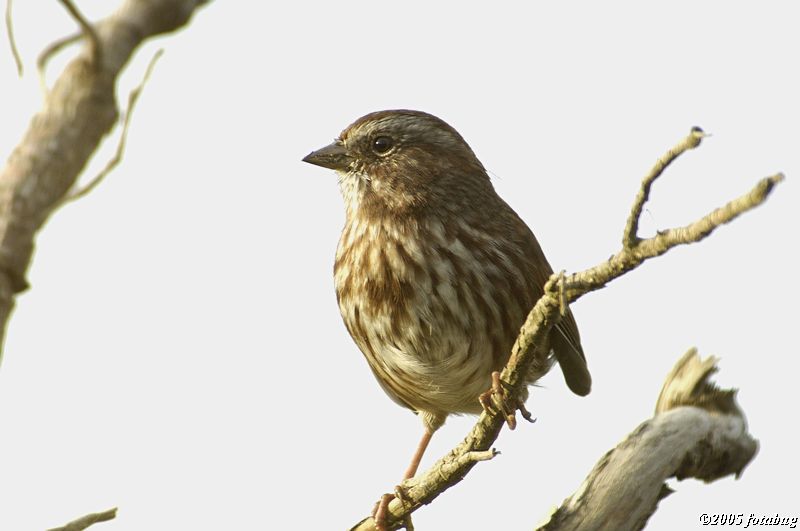 Sparrow