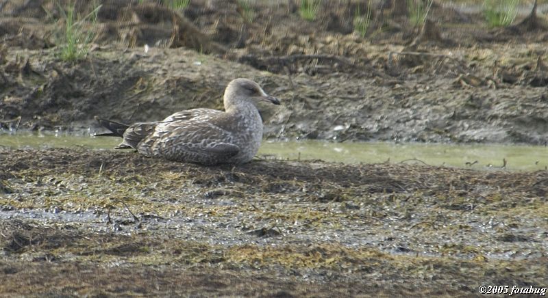 Sitting in the mud