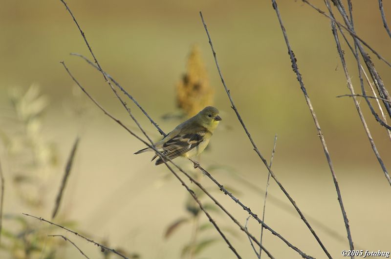 Lesser Goldfinch?