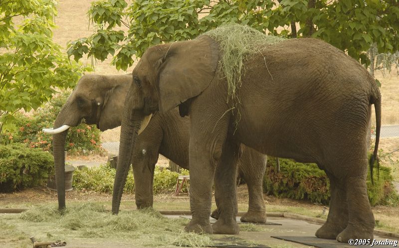 African Elephant