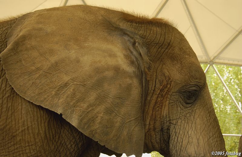 African Elephant #2