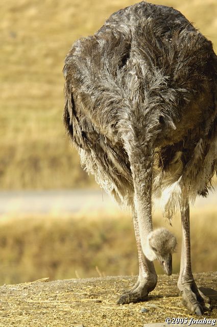 Ostrich