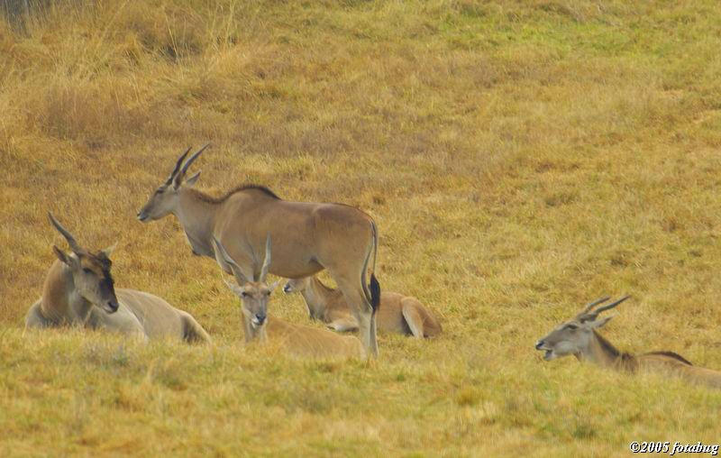Cape Eland