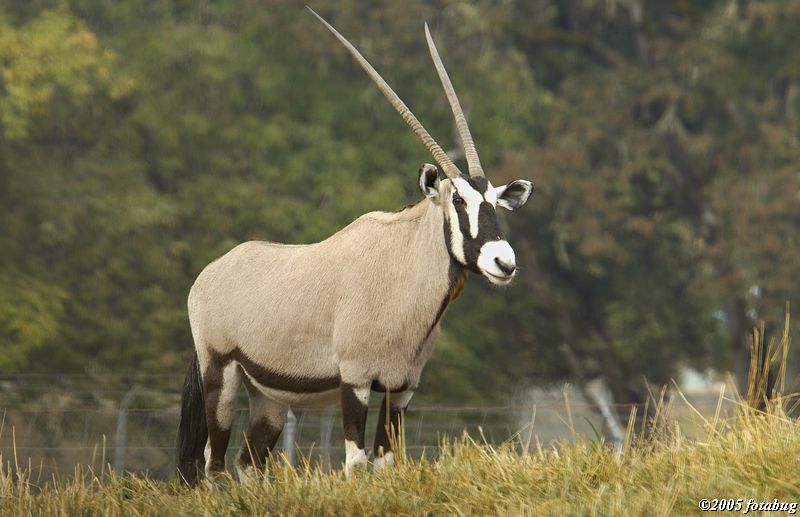 Gemsbok