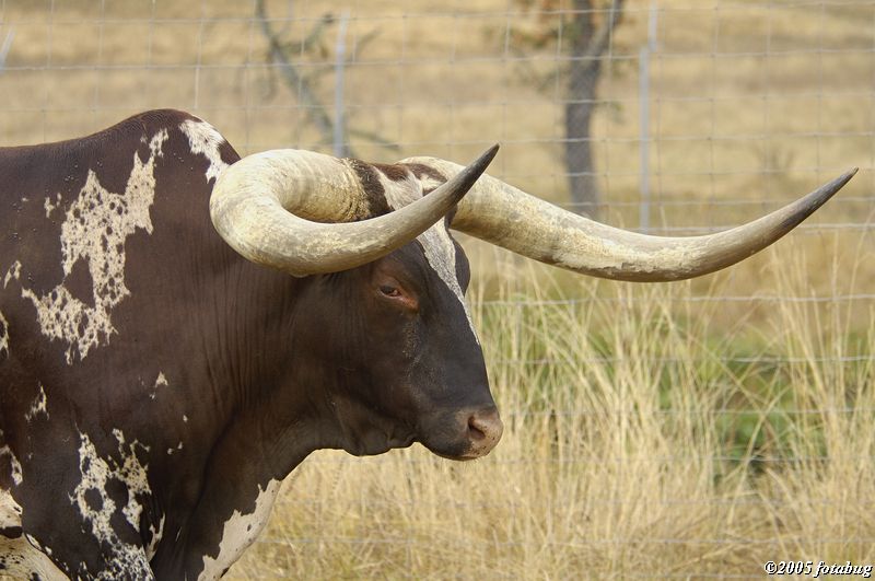 Watusi cattle