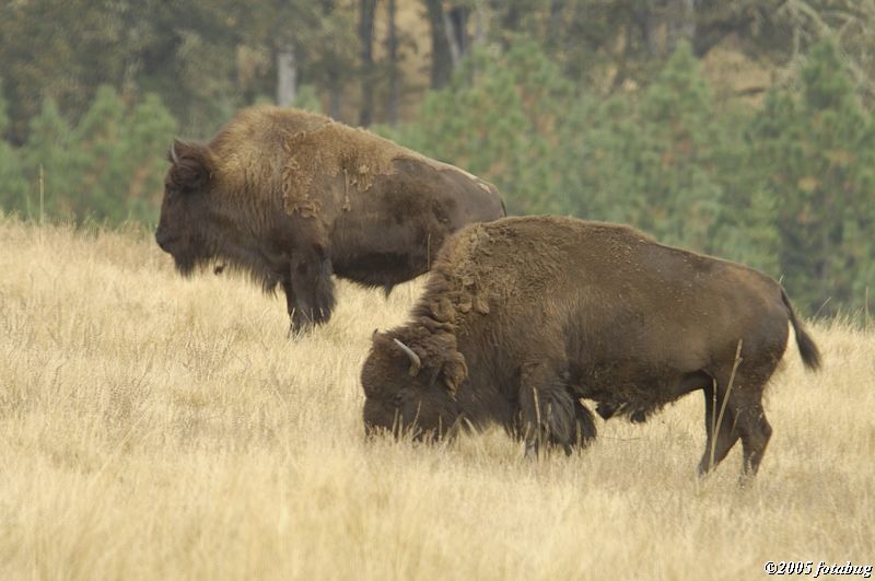 Bison