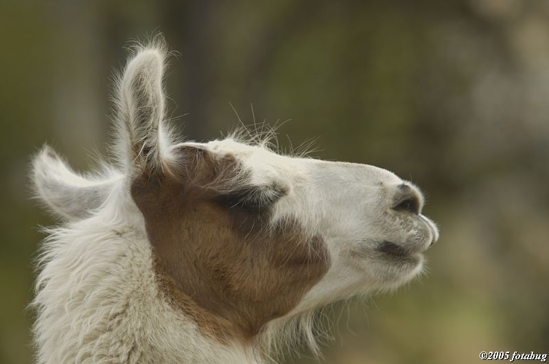 guanaco #3