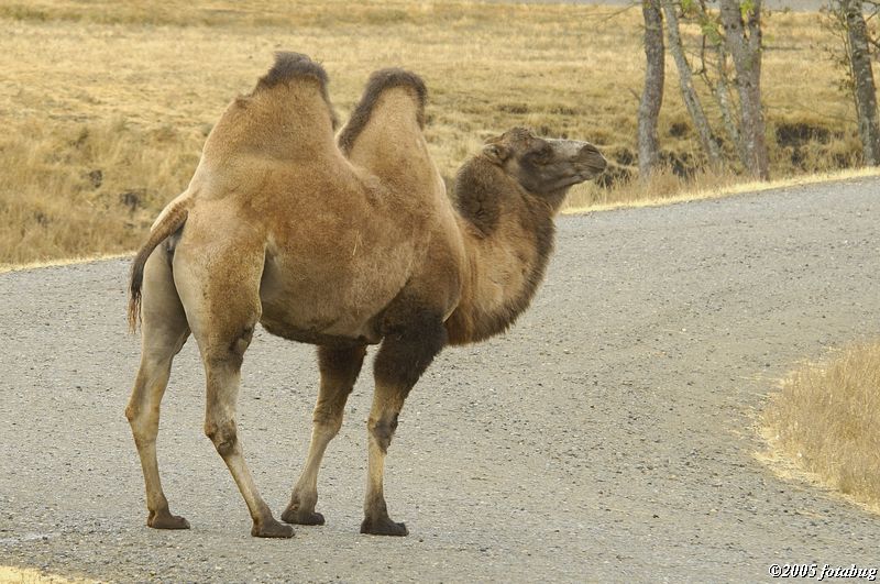 Bactrian camel #3