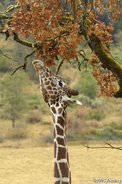 Reticulated giraffe