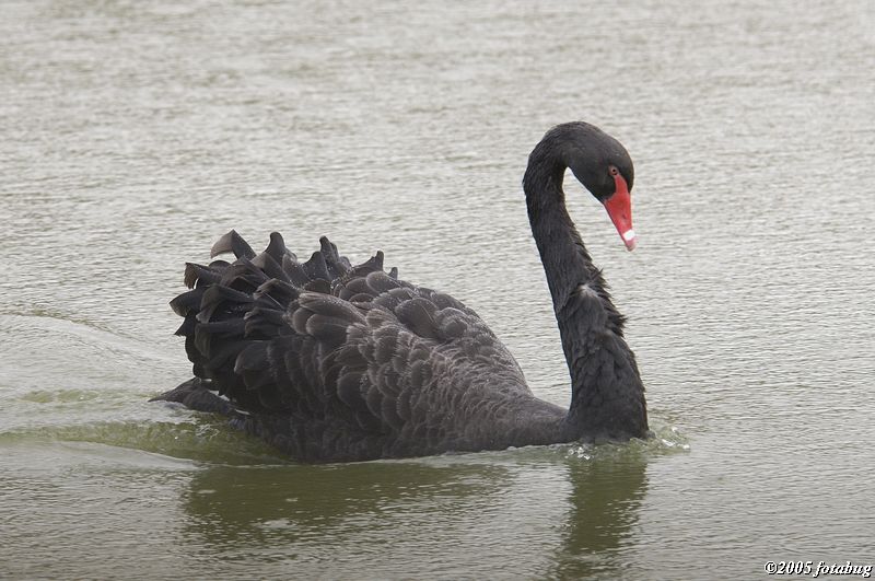 Black swan