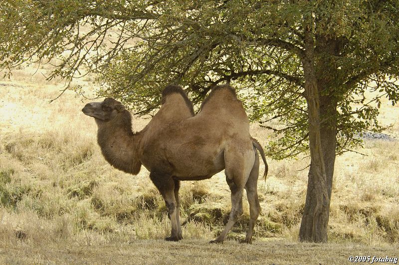 Bactrian camel