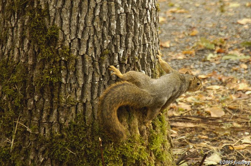 Anxious squirrel