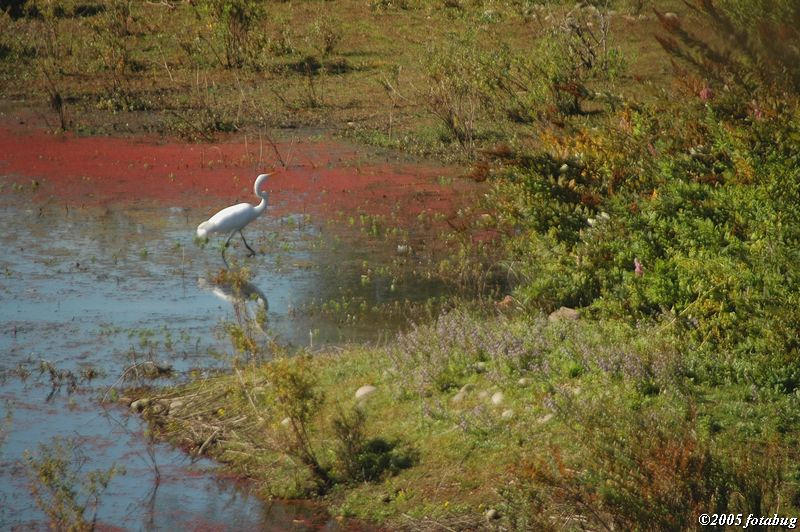 Great Egret in Delta Ponds