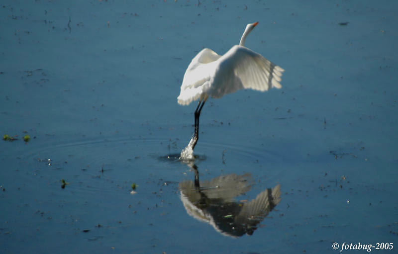 Great Egret taking flight