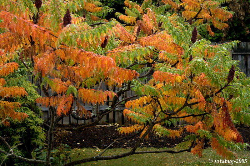 Japanese tree