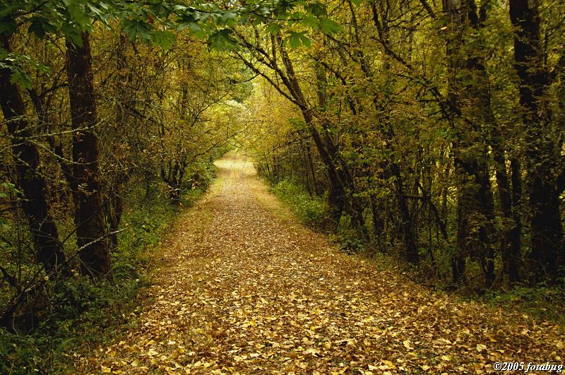 Paved with golden leaves #2
