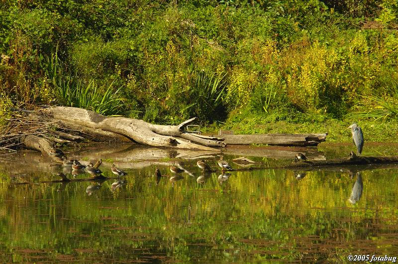 Heron and ducks in Delta Ponds