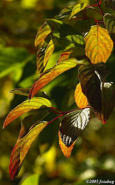 Color in the leaves