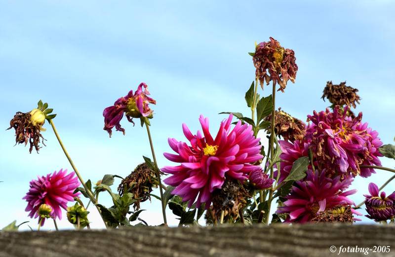 Fading glory