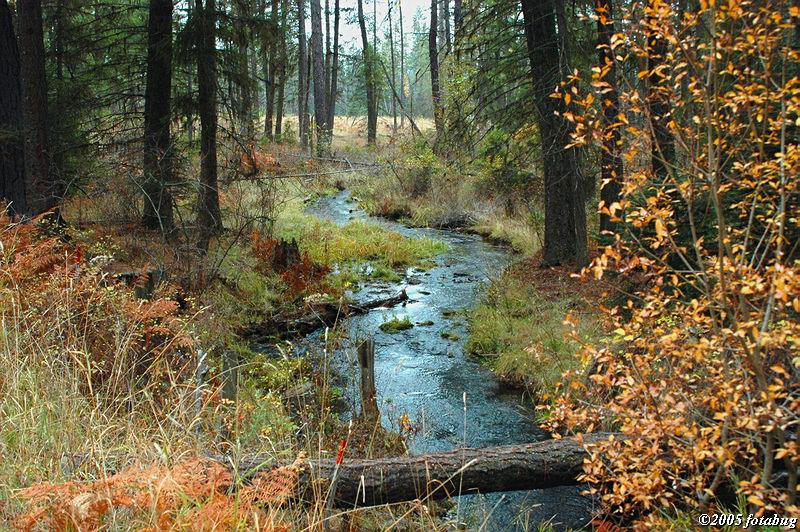 Woodland creek - Montana