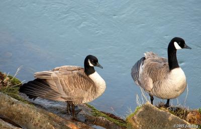 Geese by the Willamette River