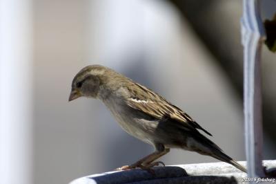English Sparrow?
