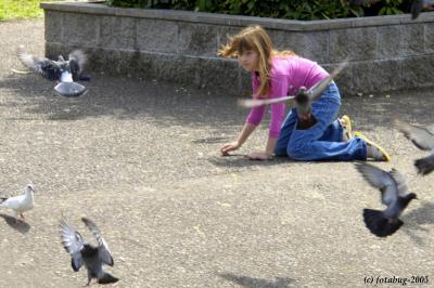 Trying to get close to pigeons and gulls