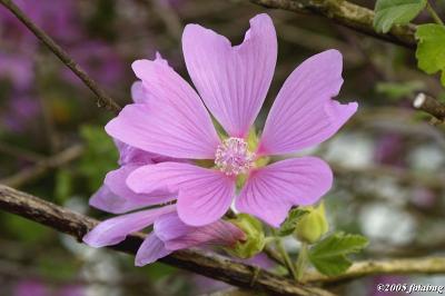 Dogwood blossom