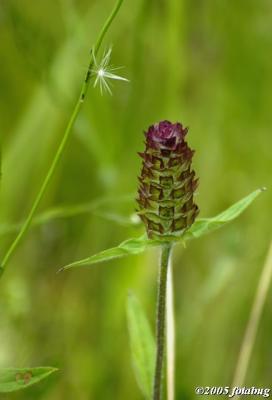 Wild flower