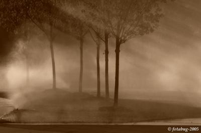 Mist in the morning sun - Sepia